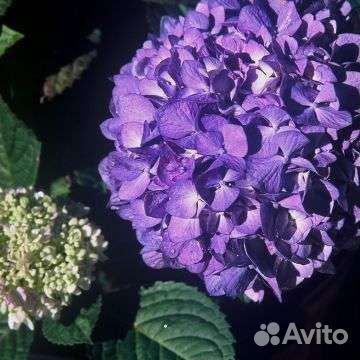 Гортензия ремонтантная Endless Summer Bloom Star