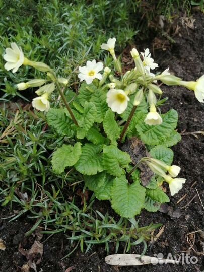 Медуница, примула