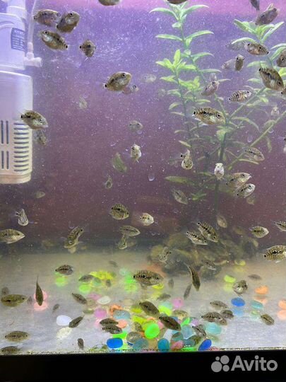 Бриллиантовая цихлазома баллон мальки