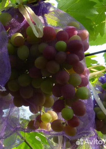 Саженцы элитных сорт винограда и плод. деревьев