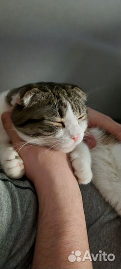 Шатланский вислоухий кот