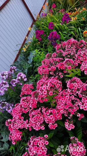 Флоксы сортовые