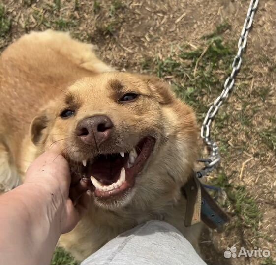 Собака Финик