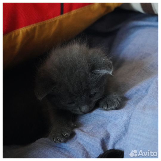 Котята (мальчик и девочка) ищут любящего хозяин