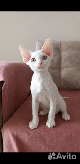 Котята Девон-рекс