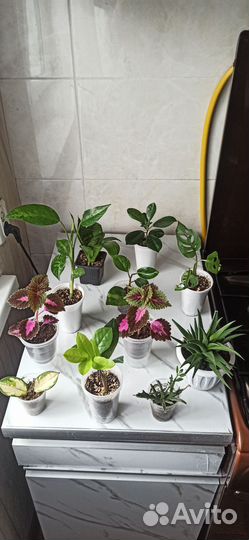 Цветы разные сорта