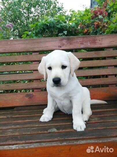 Щенки лабрадора