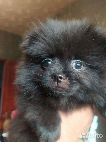 Померанский шпиц медвежьего типа