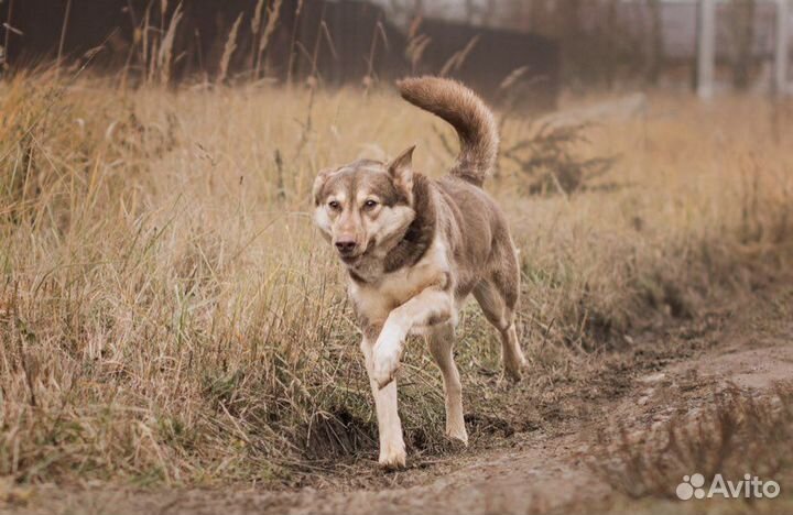 Шоколадка в добрые руки
