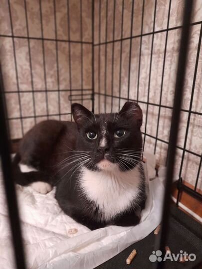 Кот бесплатно