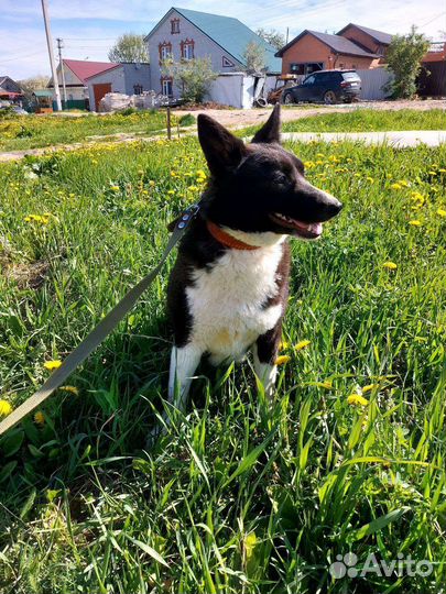 Отдам собаку в добрые руки