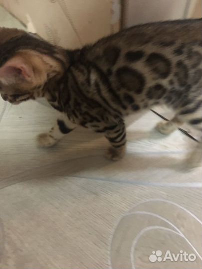 Бенгальская