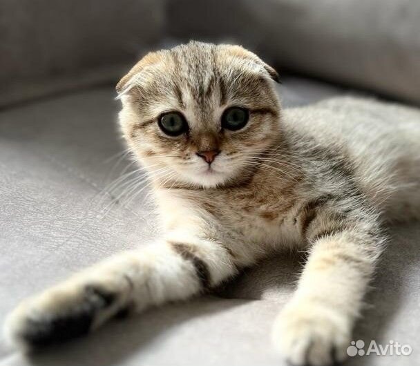 Шотландская вислоухая кошечка