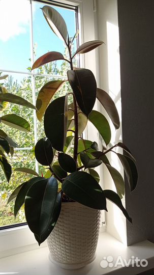 Фикус каучуконосный