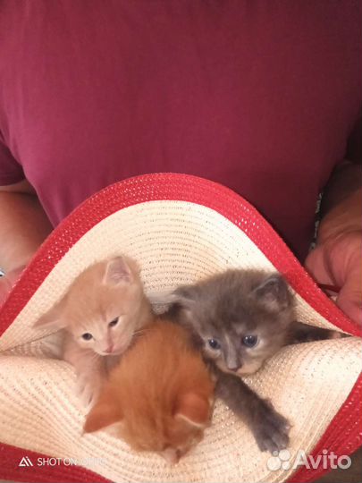 Котятки в добрые руки
