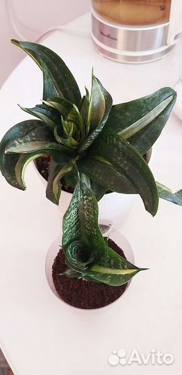 Сансевиерия сортовая