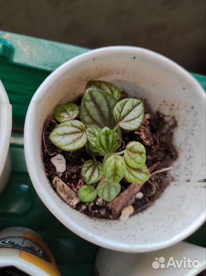 Пеперомия piccolo