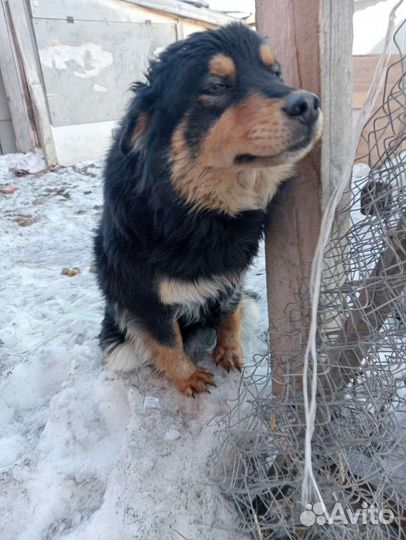 Собака в добрые руки отдам бесплатно