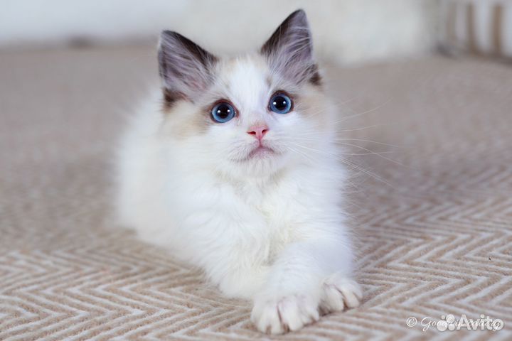 Мальчик рэгдолл сил биколор