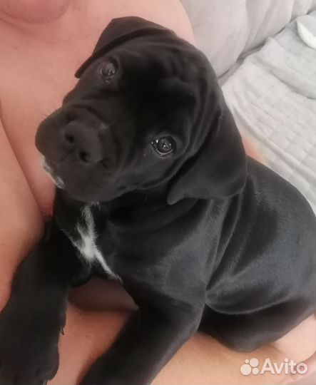 Щенок кане корсо