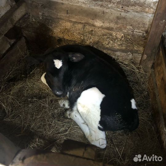 Тёлочка 1 месяц