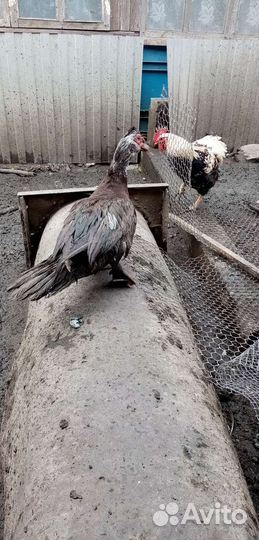 Утки шипуны