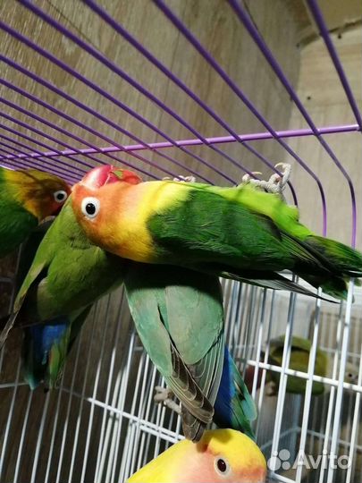 Попугаи неразлучники