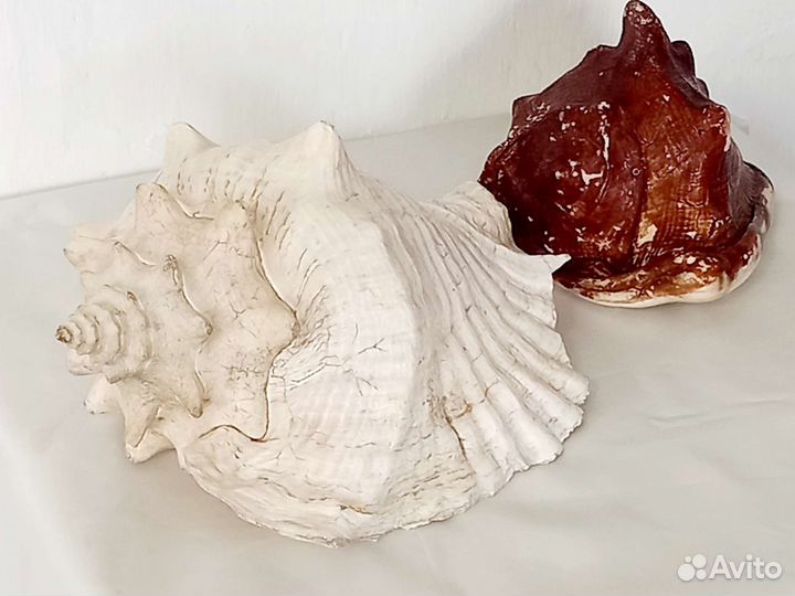 Морские ракушки раковины