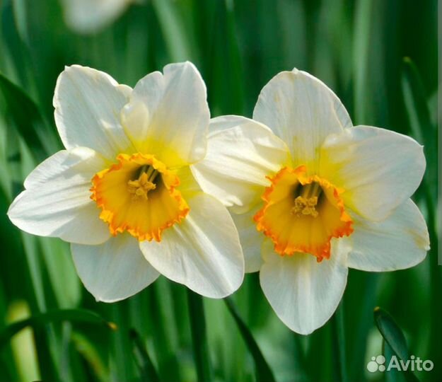 Нарциссы/ Примула
