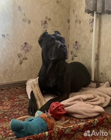 Бандог вязка