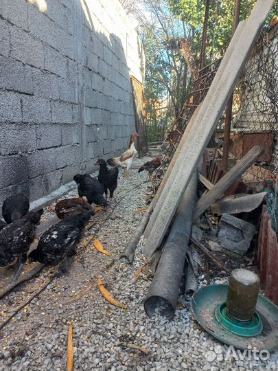 Бойцовые куры