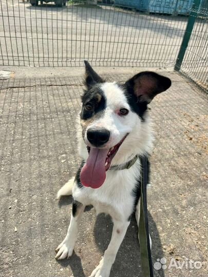 Пёсик Шут из приюта в семью