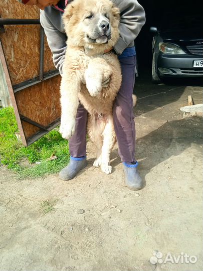 Кавказская овчарка