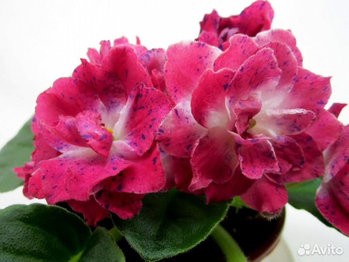 Фиалки стандарт