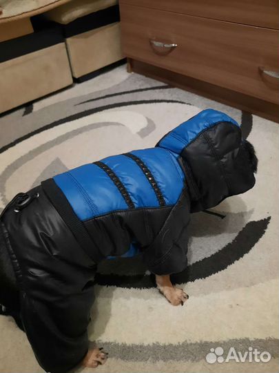 Одежда для маленьких собак