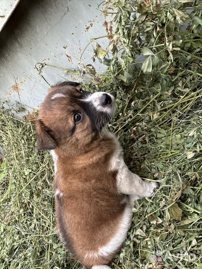 Щенок в добрые руки маленькой собаки( девочка)