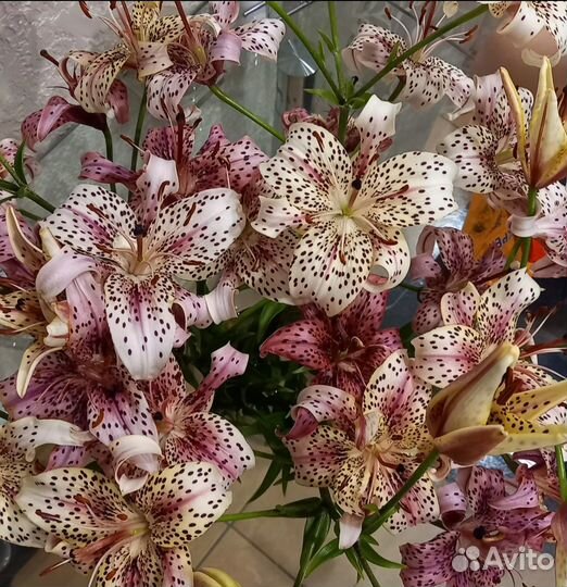 Лилии луковицы