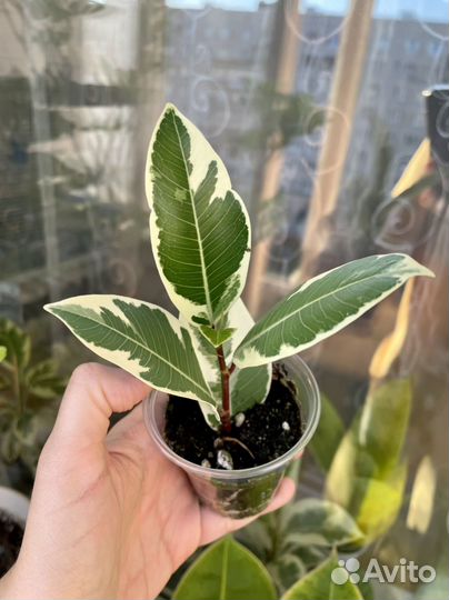 Фикусы сортовые редкие