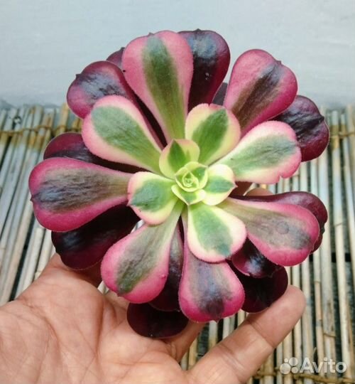 Эониумы золотистые оттенки NEW 09.09