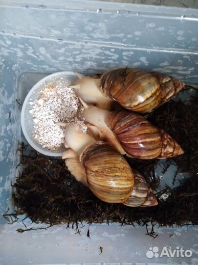 3 улитки Ахатины