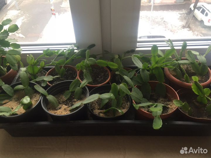 Рипсалидопсис