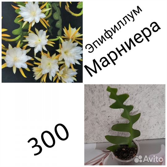 Комнатные цветы