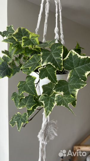 Хедера хеликс вариегатная