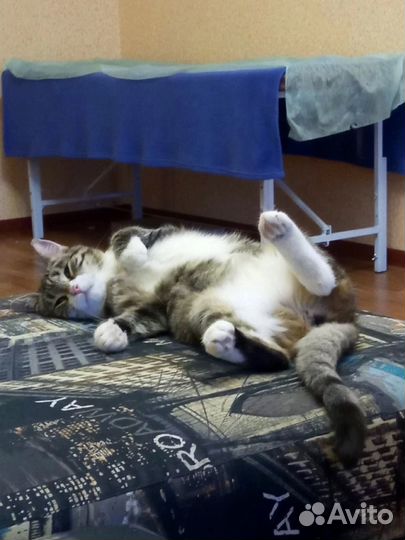 Кошку отдадут в приют