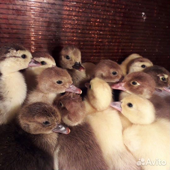 Индоутята, мускусные утки