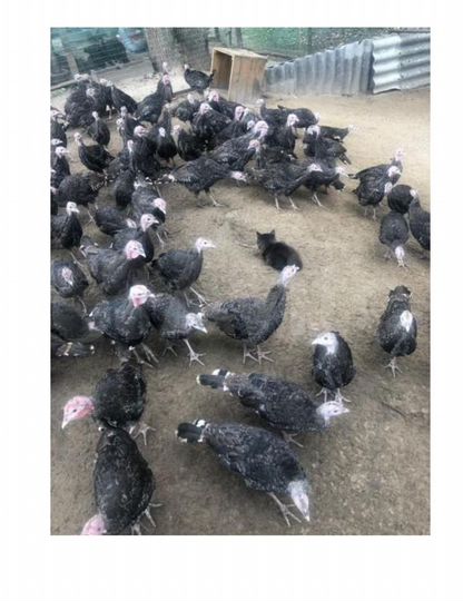 Участок 6,6 га (СНТ, ДНП)