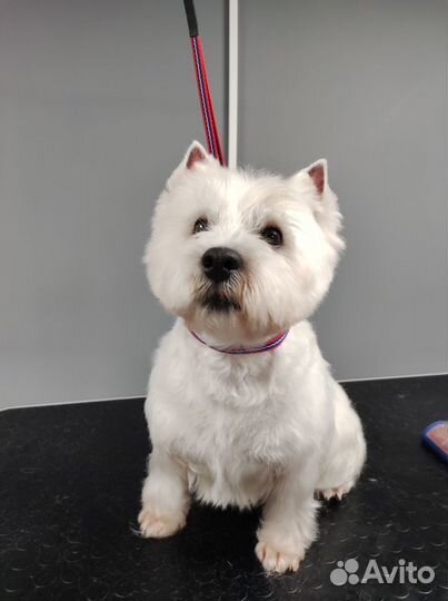 Стрижка собак и кошек, экспресс-линька