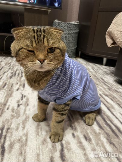 Шотландский вислоухий кот вязка