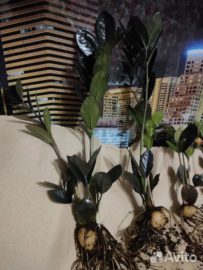 Замиокулькас