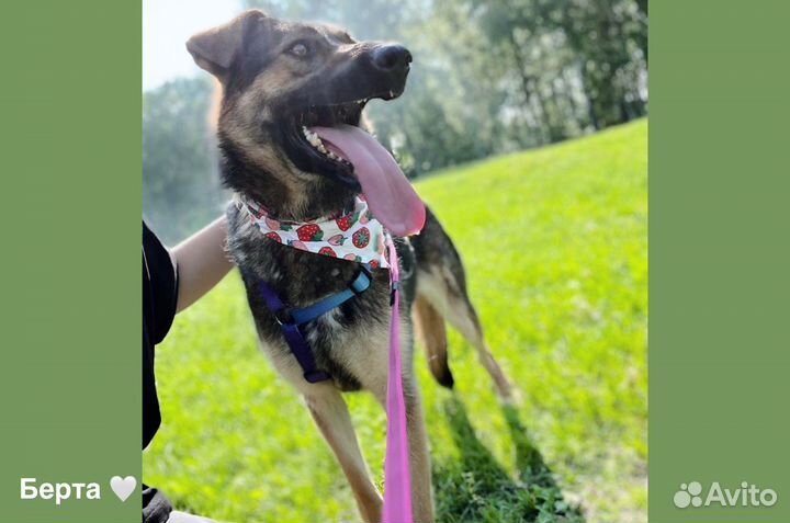 Берта 1,5 года